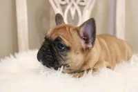 Blanche, a female French Bulldog for sale in Fair Grove, MO – Photo 3 of 6