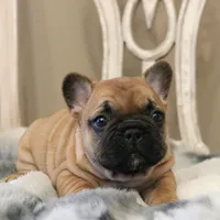 Blanche, a female French Bulldog for sale in Fair Grove, MO – Photo 5 of 6