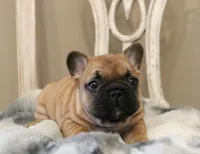 Blanche, a female French Bulldog for sale in Fair Grove, MO – Photo 5 of 6