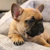 Blanche, a female French Bulldog for sale in Fair Grove, MO – Photo 1 of 6