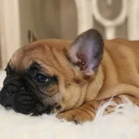 Blanche, a female French Bulldog for sale in Fair Grove, MO – Photo 4 of 6