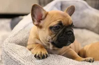 Blanche, a female French Bulldog for sale in Fair Grove, MO – Photo 2 of 6