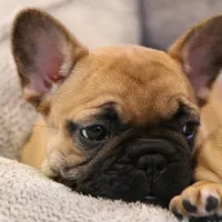 Blanche, a female French Bulldog for sale in Fair Grove, MO – Photo 6 of 6