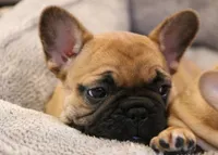 Blanche, a female French Bulldog for sale in Fair Grove, MO – Photo 6 of 6