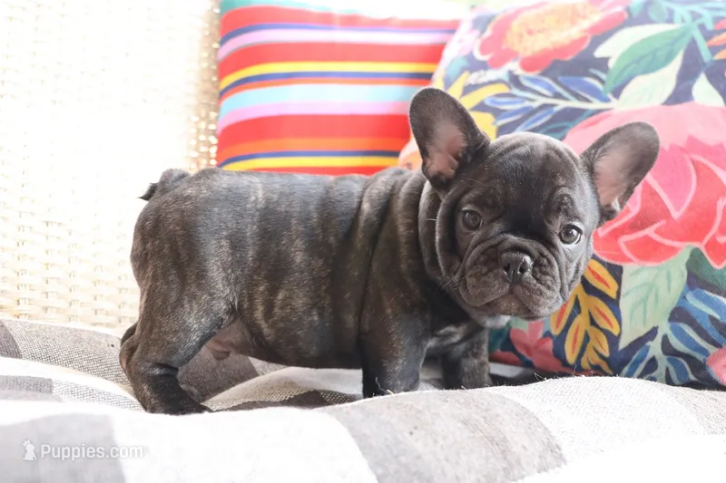 Moo Shu – French Bulldog puppy for sale in Fair Grove, MO