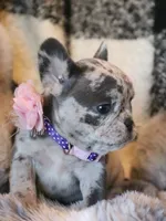 Eve, a female French Bulldog for sale in Fair Grove, MO – Photo 5 of 6