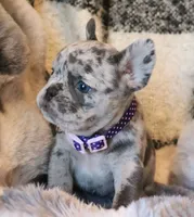 Eve, a female French Bulldog for sale in Fair Grove, MO – Photo 4 of 6