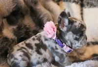 Eve, a female French Bulldog for sale in Fair Grove, MO – Photo 2 of 6