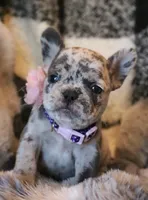 Eve, a female French Bulldog for sale in Fair Grove, MO – Photo 6 of 6