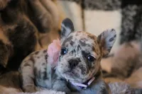 Eve, a female French Bulldog for sale in Fair Grove, MO – Photo 1 of 6