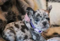 Eve, a female French Bulldog for sale in Fair Grove, MO – Photo 3 of 6