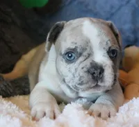 Johnny, a male French Bulldog for sale in Fair Grove, MO – Photo 7 of 10