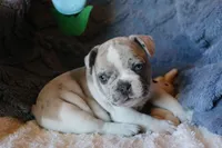 Johnny, a male French Bulldog for sale in Fair Grove, MO – Photo 3 of 10