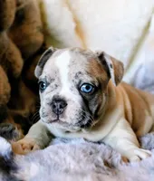 Johnny, a male French Bulldog for sale in Fair Grove, MO – Photo 9 of 10