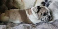 Johnny, a male French Bulldog for sale in Fair Grove, MO – Photo 10 of 10