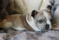 Johnny, a male French Bulldog for sale in Fair Grove, MO – Photo 5 of 10