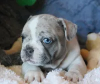 Johnny, a male French Bulldog for sale in Fair Grove, MO – Photo 6 of 10