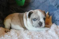 Johnny, a male French Bulldog for sale in Fair Grove, MO – Photo 8 of 10