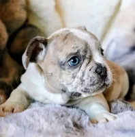 Johnny, a male French Bulldog for sale in Fair Grove, MO – Photo 2 of 10