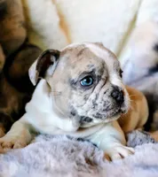 Johnny, a male French Bulldog for sale in Fair Grove, MO – Photo 4 of 10