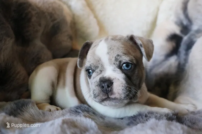 Johnny, a male French Bulldog for sale in Fair Grove, MO – Photo 1 of 10