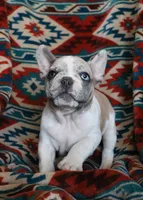 Johnny, a male French Bulldog for sale in Fair Grove, MO – 6 of 9