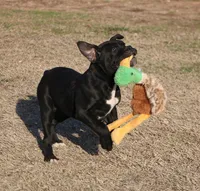 Bear, a male American Bulldog for sale in Fair Grove, MO – Photo 7 of 8