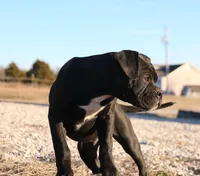 Bear, a male American Bulldog for sale in Fair Grove, MO – Photo 2 of 8