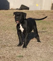 Bear, a male American Bulldog for sale in Fair Grove, MO – Photo 4 of 8