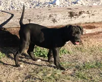 Bear, a male American Bulldog for sale in Fair Grove, MO – Photo 6 of 8