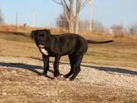Bear, a male American Bulldog for sale in Fair Grove, MO – Photo 8 of 8