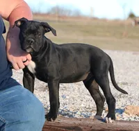 Bear, a male American Bulldog for sale in Fair Grove, MO – Photo 3 of 8