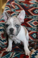 Johnny, a male French Bulldog for sale in Fair Grove, MO – 4 of 9