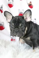 McGee, a male French Bulldog for sale in Fair Grove, MO – Photo 5 of 5