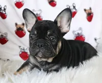 McGee, a male French Bulldog for sale in Fair Grove, MO – Photo 2 of 5