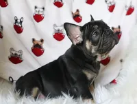 McGee, a male French Bulldog for sale in Fair Grove, MO – Photo 4 of 5