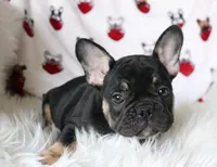 McGee, a male French Bulldog for sale in Fair Grove, MO – Photo 3 of 5