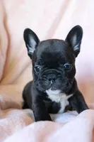Sushi, a female French Bulldog for sale in Fair Grove, MO – 4 of 7