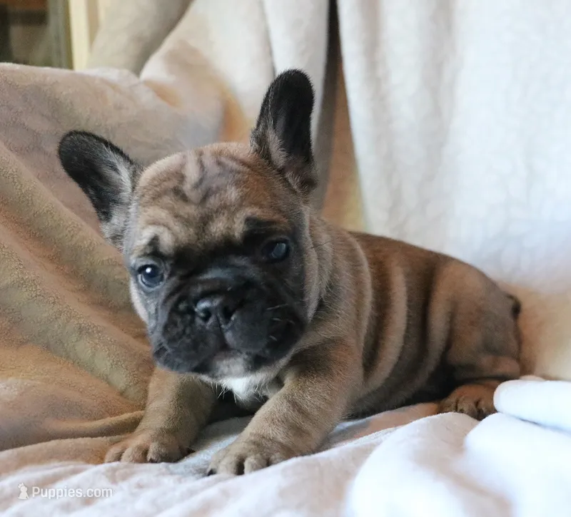 Wonton – French Bulldog puppy for sale in Fair Grove, MO