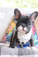 Bobby Wasabi, a male French Bulldog for sale in Fair Grove, MO – 7 of 9