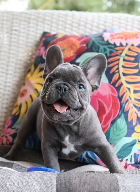 Chop Stix (Dumplin) – French Bulldog puppy for sale in Fair Grove, MO