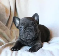 Moo Shu, a male French Bulldog for sale in Fair Grove, MO – 6 of 6