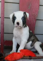 Echo, a female American Bulldog for sale in Fair Grove, MO – Photo 1 of 7