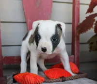 Echo, a female American Bulldog for sale in Fair Grove, MO – Photo 3 of 7
