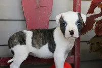 Echo, a female American Bulldog for sale in Fair Grove, MO – Photo 4 of 7