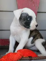 Echo, a female American Bulldog for sale in Fair Grove, MO – Photo 2 of 7
