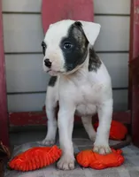 Echo, a female American Bulldog for sale in Fair Grove, MO – Photo 7 of 7
