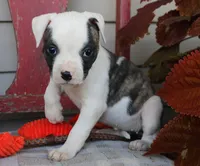 Echo, a female American Bulldog for sale in Fair Grove, MO – Photo 5 of 7