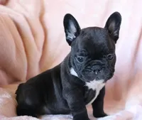 Sushi, a female French Bulldog for sale in Fair Grove, MO – 3 of 7