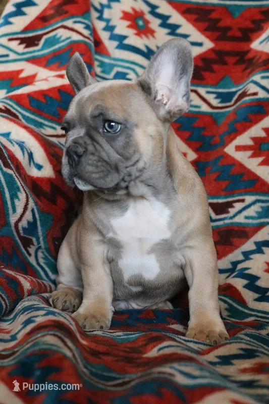 Willie – French Bulldog puppy for sale in Fair Grove, MO